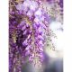 Wisteria fragrance oil  30g