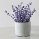 Lavender fragrance oil 100g