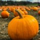 Pumpkin buttercream fragrance oil 250g