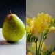 Pear and Freesia fragrance oil 250g