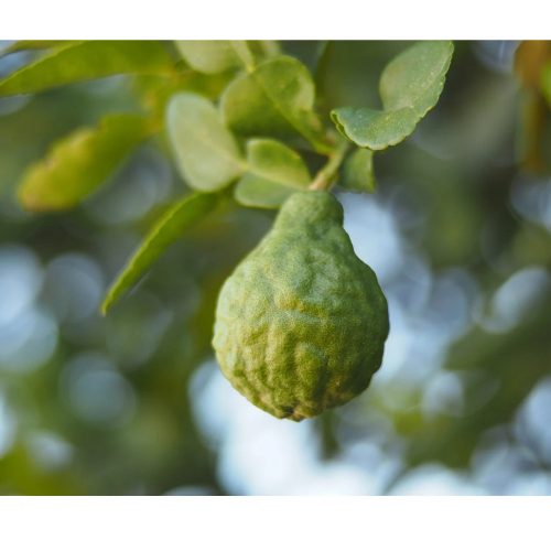 Bergamot fragrance oil 50g