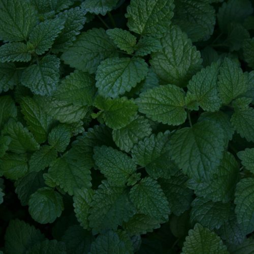 Mint fragrance oil 100g