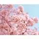 Sakura - Japanese garden fragrance oil 50g