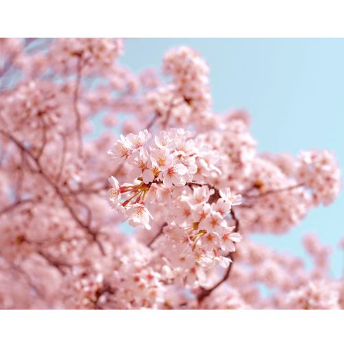 Sakura - Japanese garden fragrance oil 100g